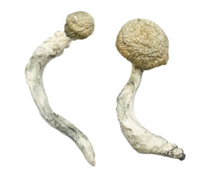 Thrasher Magic Mushrooms