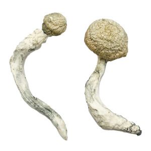 Thrasher Magic Mushrooms Strain