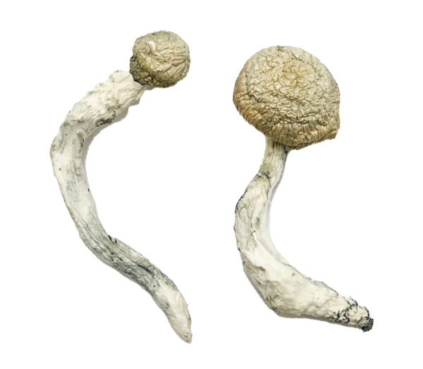 Thrasher Magic Mushrooms Strain