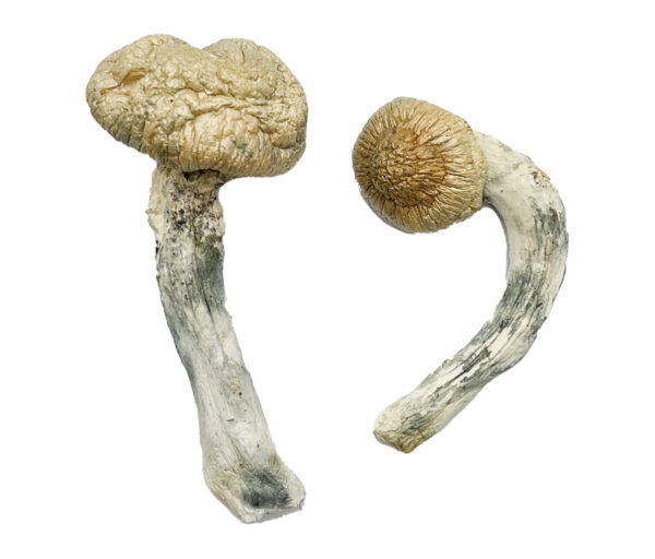 Thrasher Magic Shrooms Strain