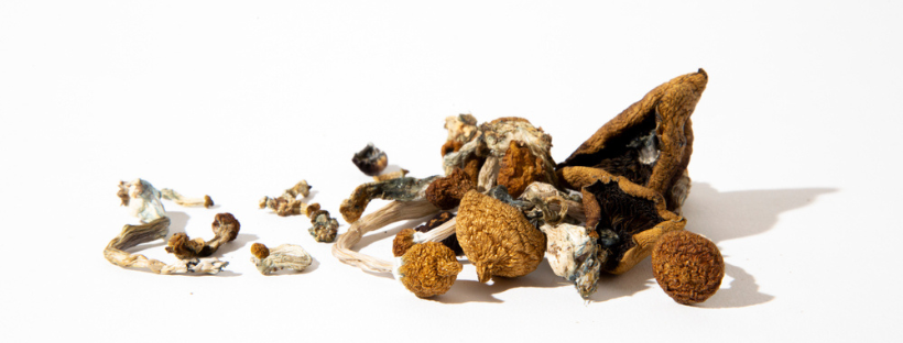 Where To Buy Magic Mushroom Spores In Canada 1