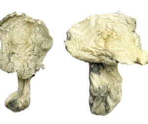 Albino Zilla Magic Mushrooms