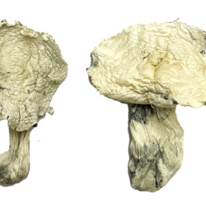 Albino Zilla Magic Mushrooms Strain