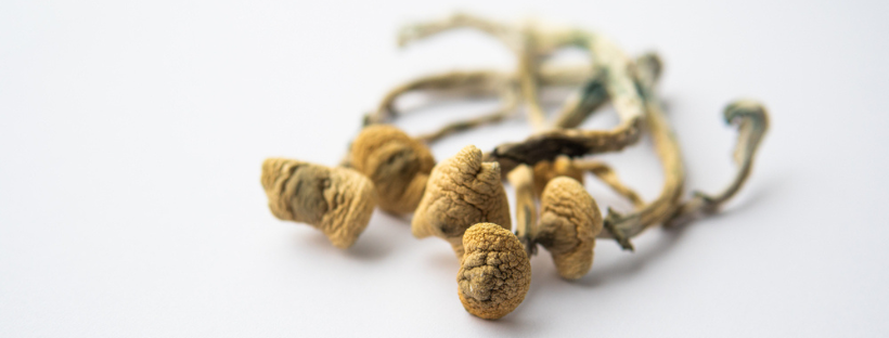 How To Lemon Tek Dried Magic Mushrooms