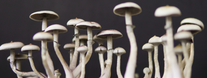 Magic Mushrooms Create New Connections In The Brain