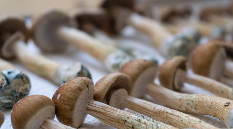 How To Buy Magic Mushrooms Confidently As A First Timer