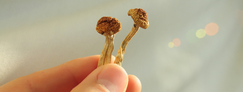 Pick Your Favorite Magic Mushroom Strain