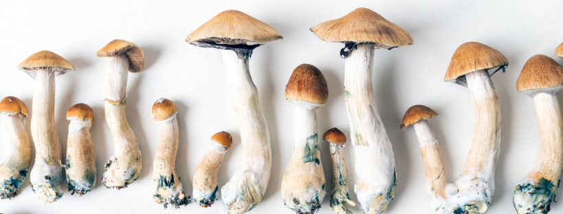 Pros Of Macrodosing Psilocybin