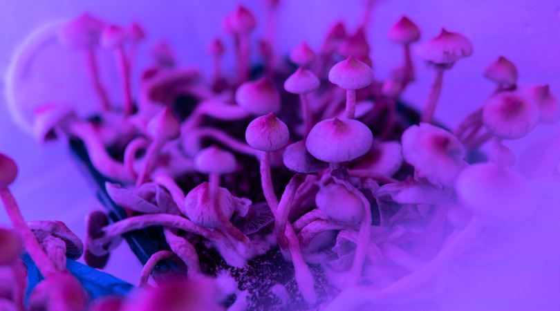 Psilocybin 101