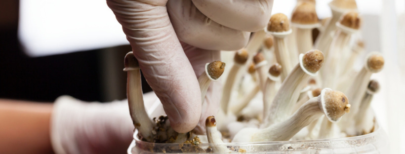 Buy Magic Mushrooms Online Safely