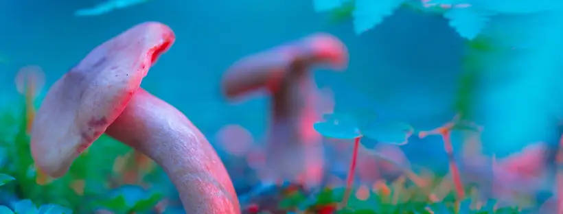 Check The Color Of The Mushrooms Check The Color Of The Mushrooms