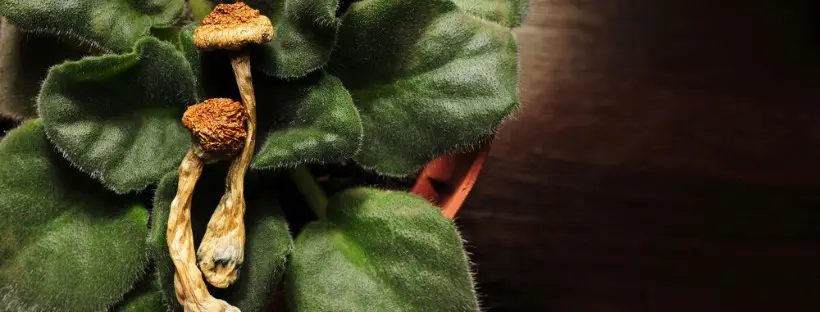 Enhanced Creativity Enhanced Creativity