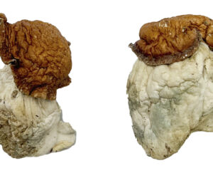 Oak Ridge Magic Mushrooms