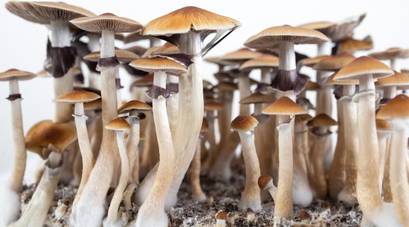 The Easy Guide on How to Identify Magic Mushrooms