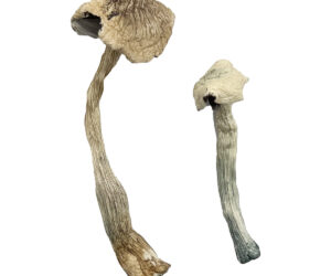Albino Big Mex Magic Mushrooms