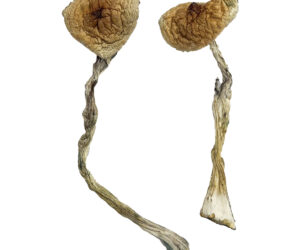 Quezon Magic Mushrooms
