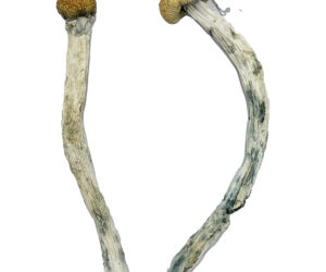 Barry Dunn Magic Mushrooms