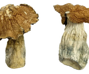 Monster Dream Magic Mushrooms