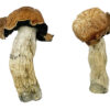 Tidal Wave 4 Magic Shrooms Strain