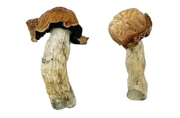 Tidal Wave 4 Magic Shrooms Strain