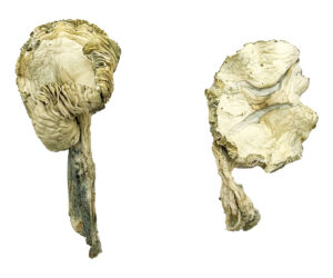 Albino Transkei Magic Mushrooms