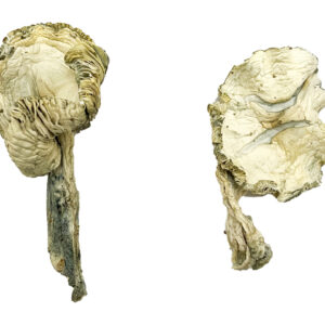Albino Transkei Magic Mushrooms Strain