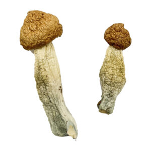 Red Boy Magic Mushrooms Strain