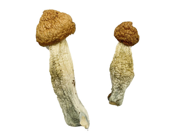 Red Boy Magic Mushrooms Strain