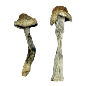 Stargazer Magic Mushrooms Strain