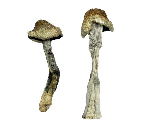 Stargazer Magic Mushrooms Strain