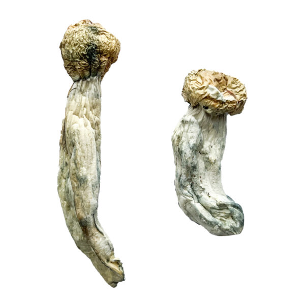 Riptide Magic Mushrooms Strain