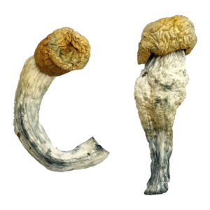 Uncut Penis Envy Magic Mushrooms Strain