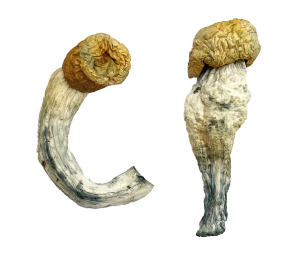 Uncut Penis Envy Magic Mushrooms Strain