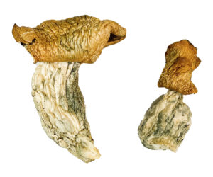 Mak OG Magic Mushrooms