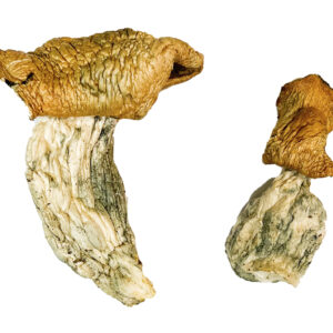 Mak OG Magic Mushrooms Strain