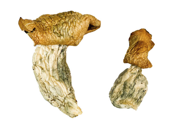 Mak OG Magic Mushrooms Strain