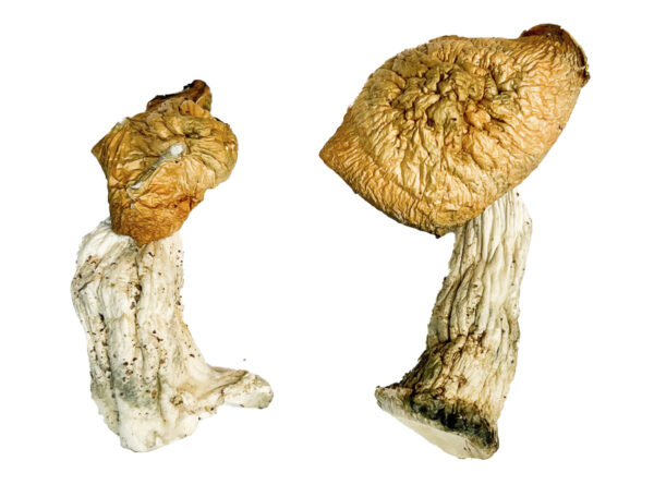 Mak OG Magic Shrooms Strain
