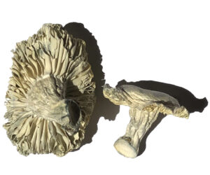 Phobos Magic Mushrooms