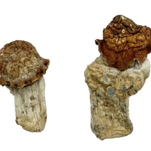 Tidal Wave Magic Mushrooms Strain New