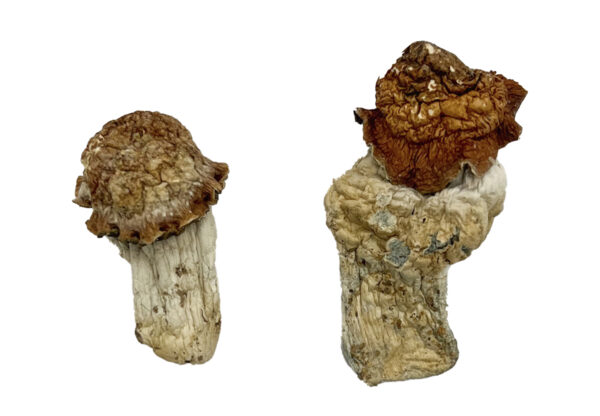 Tidal Wave Magic Mushrooms Strain New