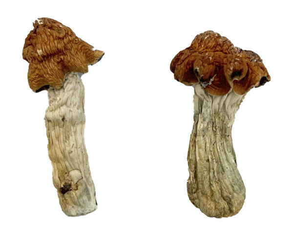 Tidal Wave Magic Shrooms Strain New