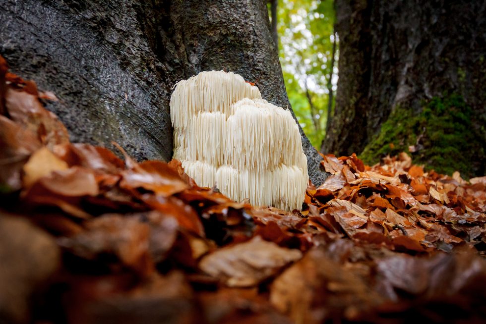 lions mane 1