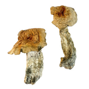 Bull Run Magic Mushrooms Strain