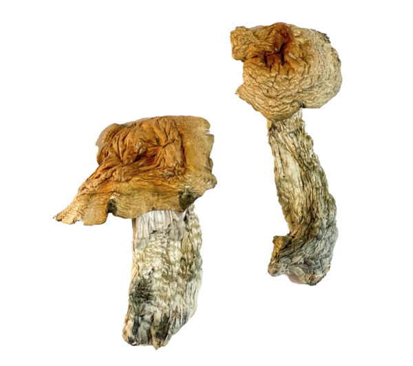 Bull Run Magic Mushrooms Strain