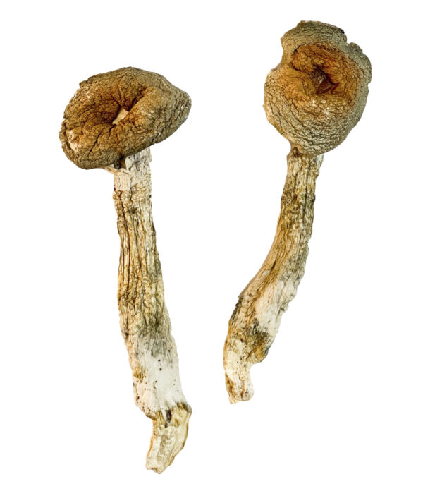 Bull Run Magic Shrooms Strain