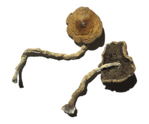 PF Classic Magic Mushrooms