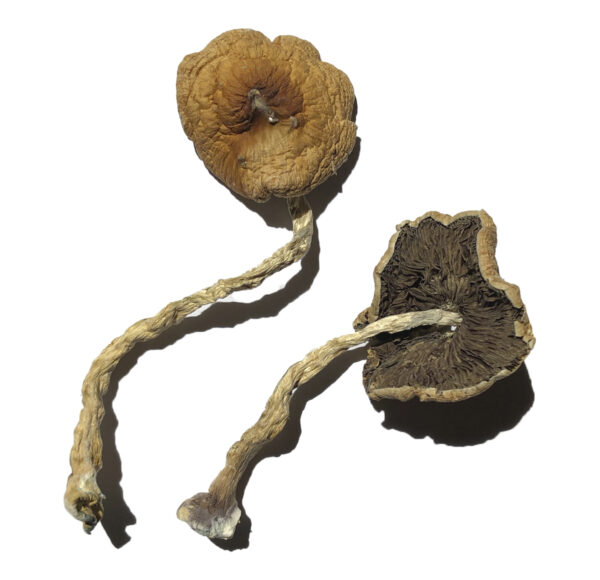 PF Classic Magic Shrooms Strain