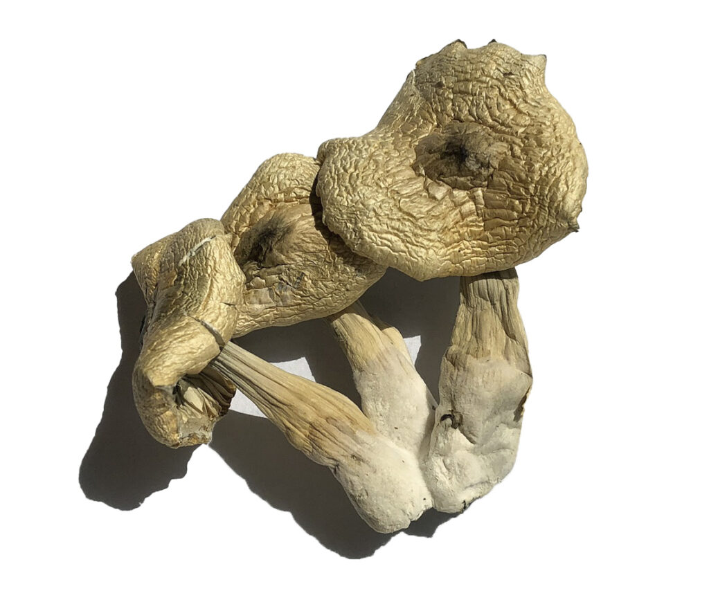 White Rabbit Magic Mushrooms