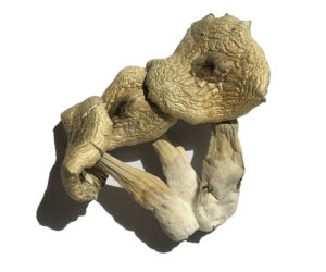 White Rabbit Magic Mushrooms