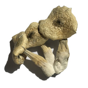 White Rabbit Magic Mushrooms Strain